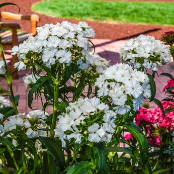 Dianthus barbatus Dash™ '' (069008)