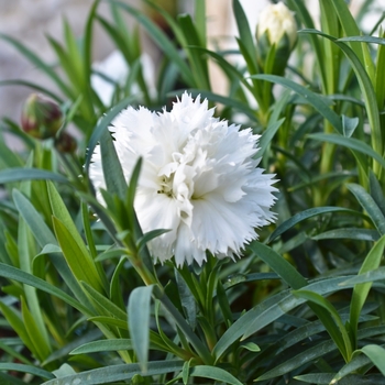 Dianthus Early Bird™ 'Frosty' (069013)