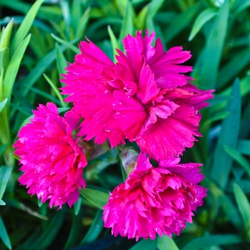 Dianthus Early Bird™ 'Sherbet' (069015)