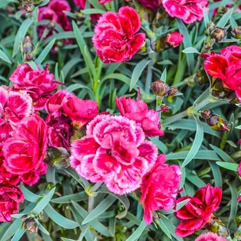 Dianthus Everlast™ 'Burgundy' (069016)