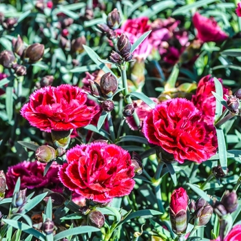 Dianthus Everlast™ 'Burgundy' (069017)