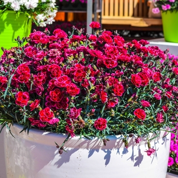 Dianthus Everlast™ 'Burgundy' (069019)