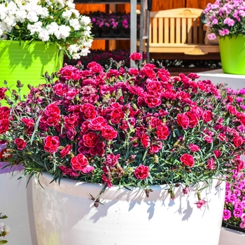 Dianthus Everlast™ 'Burgundy' (069020)