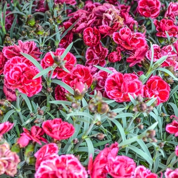 Dianthus Everlast™ 'Burgundy' (069022)