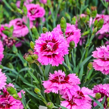 Dianthus Everlast™ '' (069024)