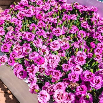 Dianthus Everlast™ '' (069025)