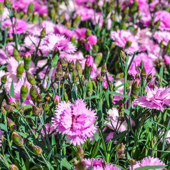 Dianthus Everlast™ '' (069026)