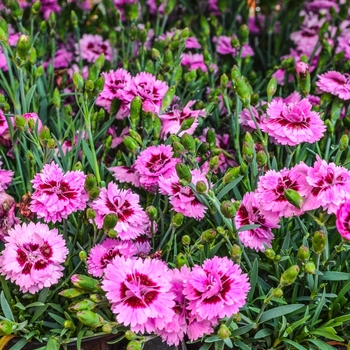 Dianthus Everlast™ '' (069027)