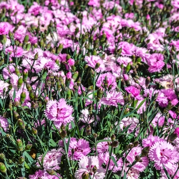 Dianthus Everlast™ '' (069028)