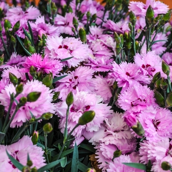 Dianthus Everlast™ 'Lilac + Eye' (069030)