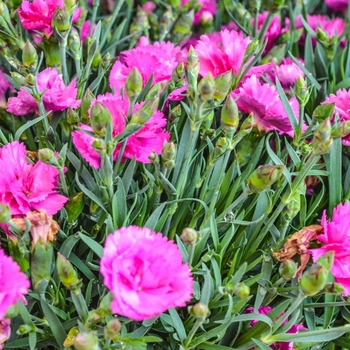 Dianthus Everlast™ '' (069031)