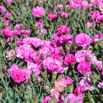 Dianthus Everlast™ '' (069033)