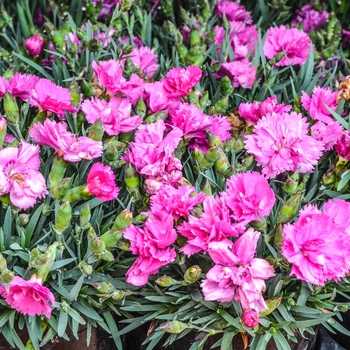 Dianthus Everlast™ '' (069035)