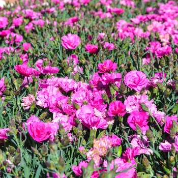 Dianthus Everlast™ '' (069036)