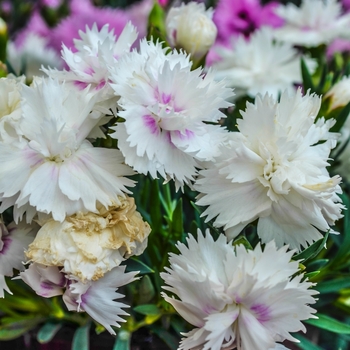 Dianthus Everlast™ '' (069037)