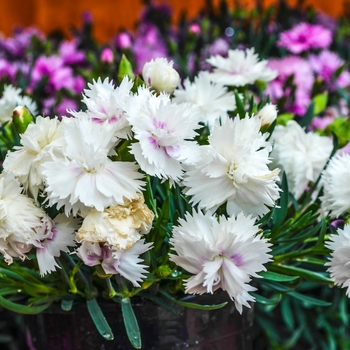 Dianthus Everlast™ '' (069038)