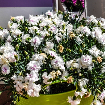 Dianthus Everlast™ '' (069039)