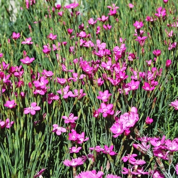 Dianthus gratianopolitanus 'Firewitch' (069040)