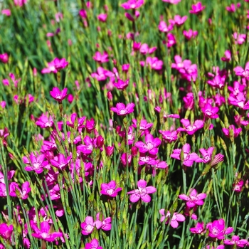 Dianthus gratianopolitanus 'Firewitch' (069041)