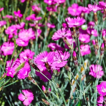 Dianthus gratianopolitanus 'Firewitch' (069042)