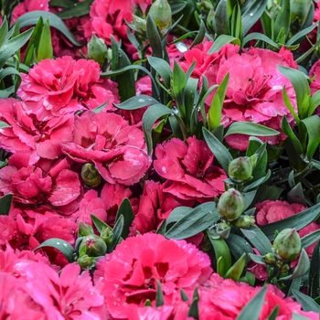 Dianthus caryophyllus Oscar® 'Cherry + Velvet' (069044)