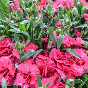 Dianthus caryophyllus Oscar® 'Cherry + Velvet' (069045)