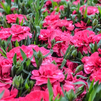 Dianthus caryophyllus Oscar® 'Cherry + Velvet' (069046)