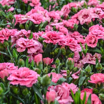 Dianthus caryophyllus Oscar® 'Pink + Purple' (069052)