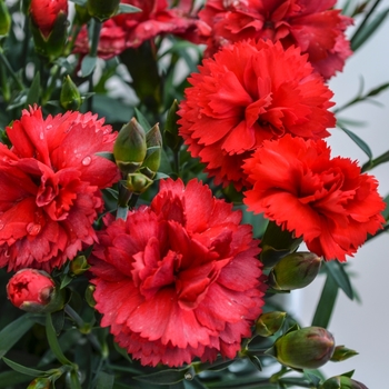 Dianthus caryophyllus SuperTrouper™ 'Scarlet' Pot Carnation from Garden ...