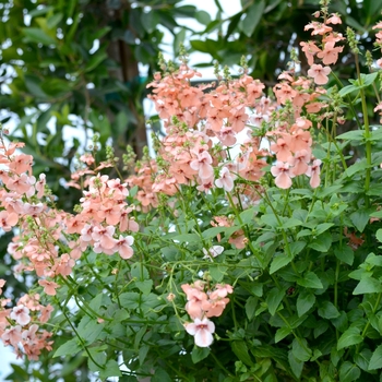 Diascia 'Aurora Apricot' (069071)