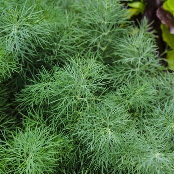 Anethum graveolens 'Fernleaf' (069098)