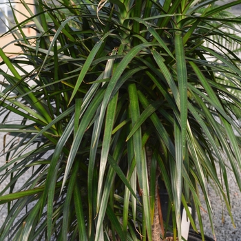 Dracaena marginata 'Rainbow' (069102)