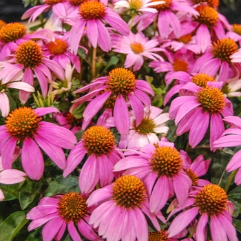 Echinacea 'Crazy Pink™' (069109)