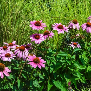 Echinacea purpurea 'Magnus' (069163)