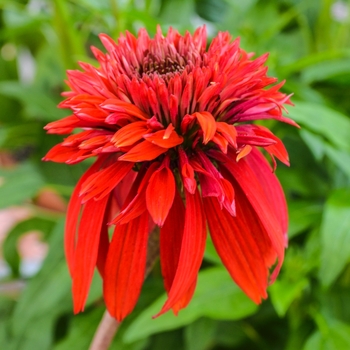 Echinacea Double Scoop™ 'Cranberry' (069165)