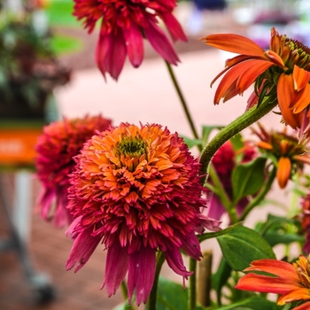 Echinacea Double Scoop™ 'Raspberry' (069168)