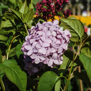 Syringa x hyacinthiflora 'Esther Staley' (069185)