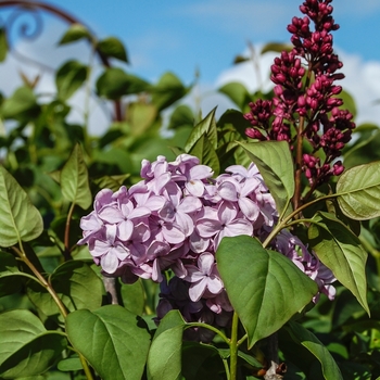 Syringa x hyacinthiflora 'Esther Staley' (069187)