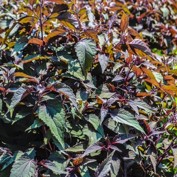 Eupatorium rugosum 'Chocolate' (069188)