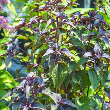 Eupatorium rugosum 'Chocolate' (069190)