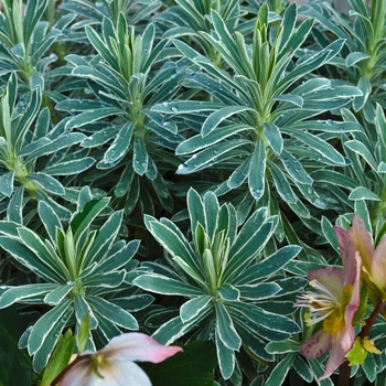 Euphorbia x martinii 'Glacier Blue' (069193)