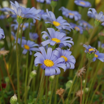 Felicia amelloides 'San Gabriel' (069194)