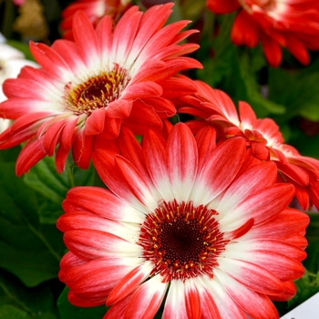 Gerbera jamesonii 'Floriline® 'Eye Catcher Red'' (069206)