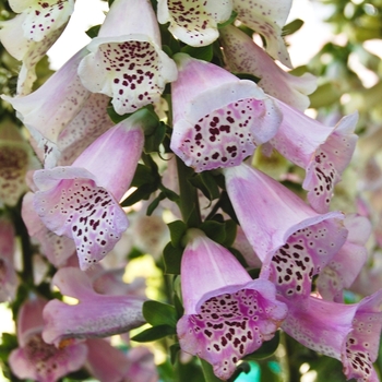 Digitalis purpurea Camelot™ 'Lavender' (069207)