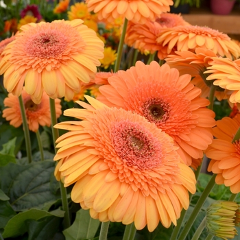 Gerbera jamesonii 'Rocky Mountain' (069217)