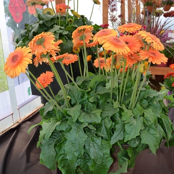 Gerbera jamesonii 'Rocky Mountain' (069218)