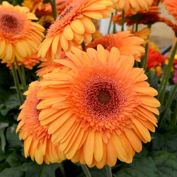 Gerbera jamesonii 'Rocky Mountain' (069219)