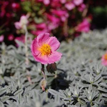 Helianthemum nummularium 'Wisley Pink' (069230)