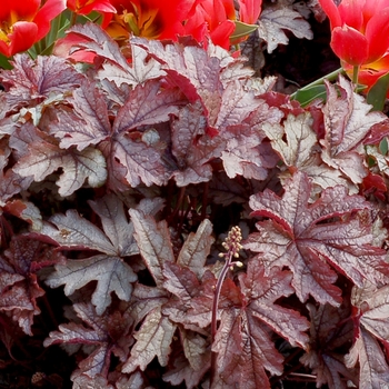 Heucherella 'Gunsmoke' (069294)