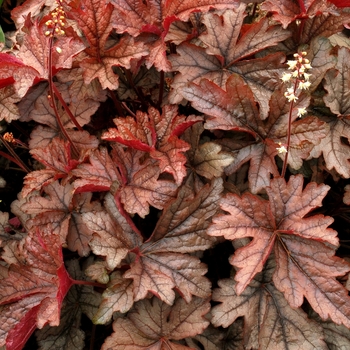 Heucherella 'Gunsmoke' (069295)